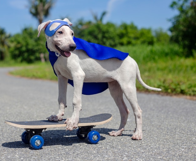 Hund Skateboard Street Saugetier Kostum Hunde Kostenlose Foto