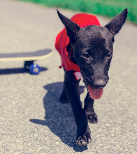 Hund skateboard street säugetier kostüm hunde Kostenlose Foto