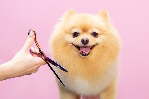 Grooming Hund Do you want to learn how to groom your dog at home and