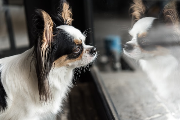 Hundechihuahuazucht, die etwas betrachtet Premium Fotos