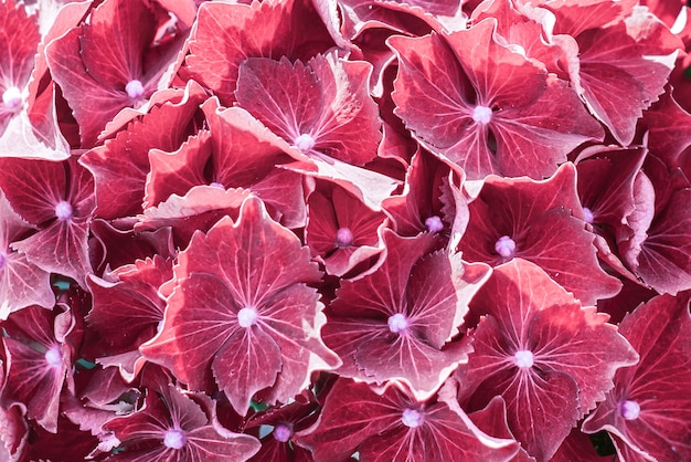 Hydrangea Macrophylla Sibilla Rote Bluten Von Hortensie Premium Foto