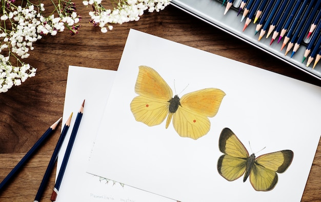 Illustrator färbung schmetterling Kostenlose Fotos