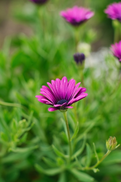 Im garten wachsen lila blüten von osteospermum PremiumFoto