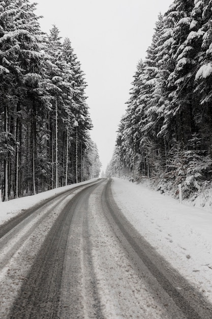 Immergruner Winterwald Und Strasse Kostenlose Foto