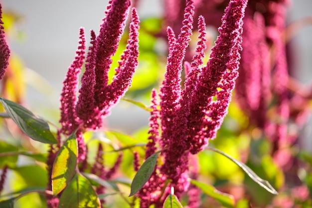 Indische rote amaranthpflanze, die im sommergarten wächst. blattgemüse