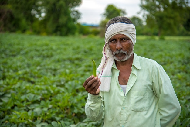 Indischer Bauer Der Im Okra Werk Oder Im Ladyfinger Feld Arbeitet Premium Foto