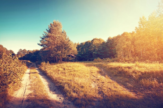 Jahrgang Gold Sonnigen Herbst In Den Wald Und Feld Kostenlose Foto