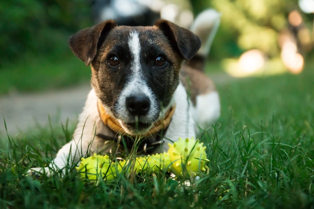 Junger hund, jack rusel will draußen spielen Download der kostenlosen