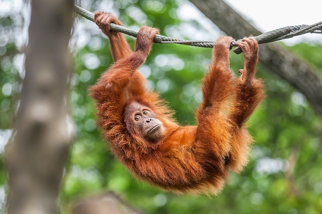 Junger orang-utan, der auf einem seil schwingt Premium Fotos