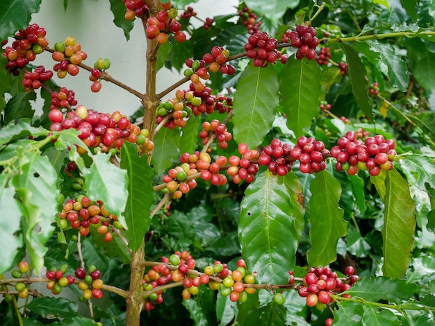 Kaffeeplantage vor der ernte Premium Fotos
