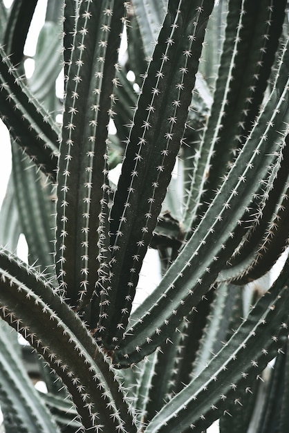 Kaktus im botanischen garten der königinsirikit Premium