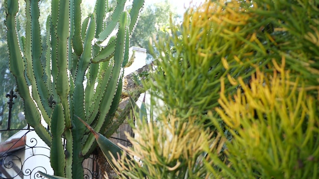 Kaktus sukkulente kalifornien usa w stenflora 