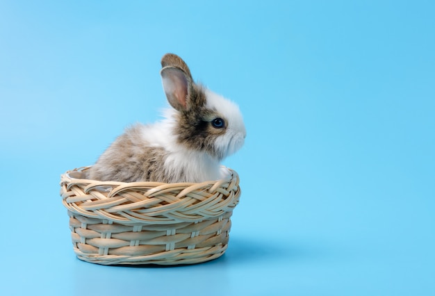 Kaninchen Das Im Korb Auf Blau Sitzt Premium Foto