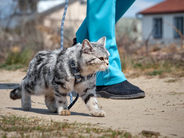 Katze an der leine. PremiumFoto