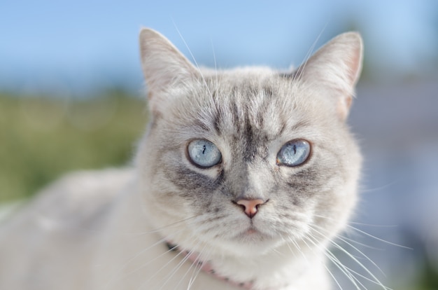 Katzen Frontalporträt Der Blauen Augen Premium Foto