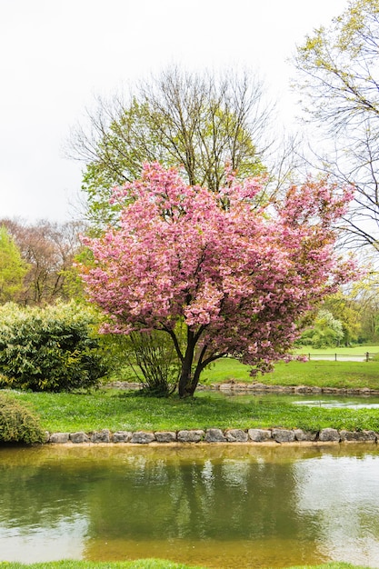 Kirschbaum von wasser im garten Kostenlose Foto