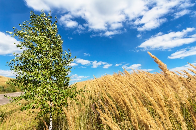59+ Kleine Birke Garten, Ein ausgewachsener baum speichert 4200