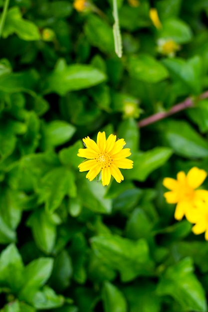 Kleine Gelbe Blume Mit Dem Gelben Blutenstaub Im Garten Premium Foto