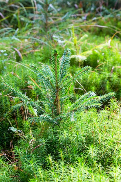 Kleine Junge Grune Fichte Kiefer Pflanze Nadelstumpf Wald Moos Zu Weihnachten Wachst Eine Tanne Premium Foto