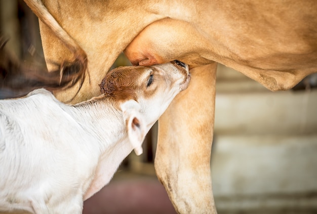 Kleine Kuh Saugt Milch Auf Premium Foto