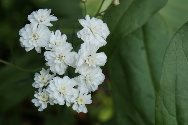 Kleine weiße blüten PremiumFoto