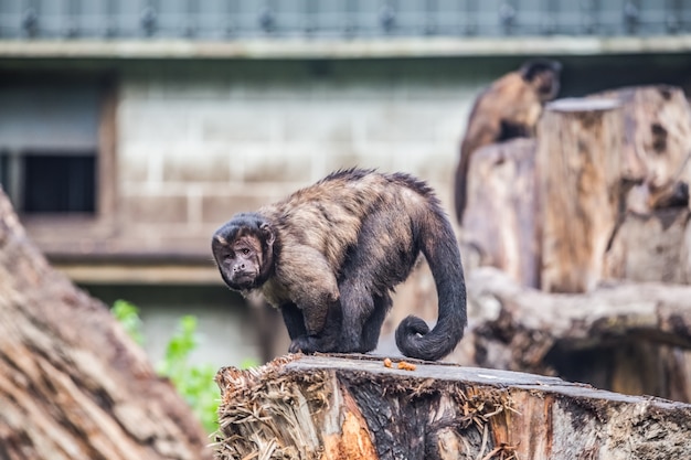 Kostenlose Foto Kleiner Affe Im Aussenpark In Neuseeland