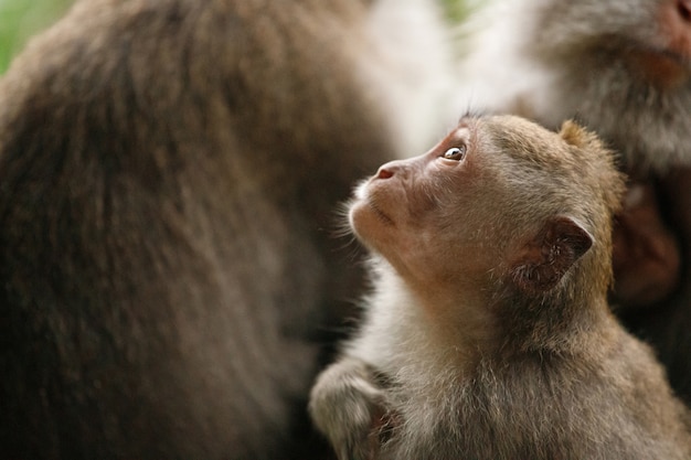 Kleiner Affe Schaut Auf Heiliger Affenwald Ubud Indonesien Premium Foto