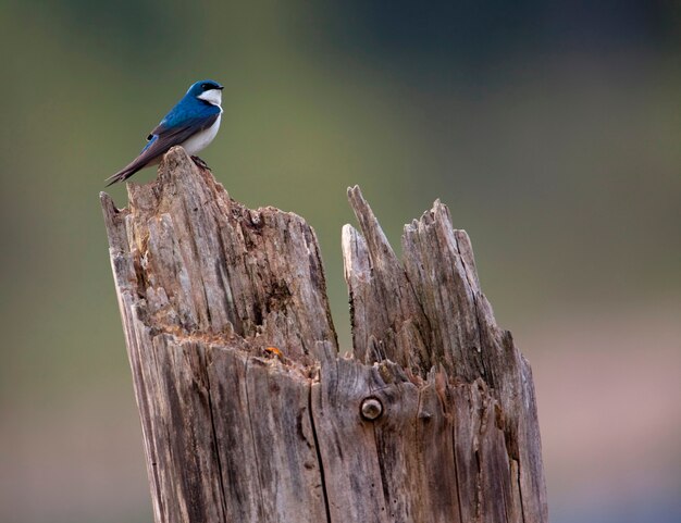 Kleiner Blauer Vogel Der Auf Verwittertem Holzernem Beitrag Hockt Premium Foto