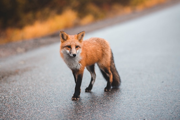 Kleiner Fuchs Auf Asphaltstrasse Kostenlose Foto