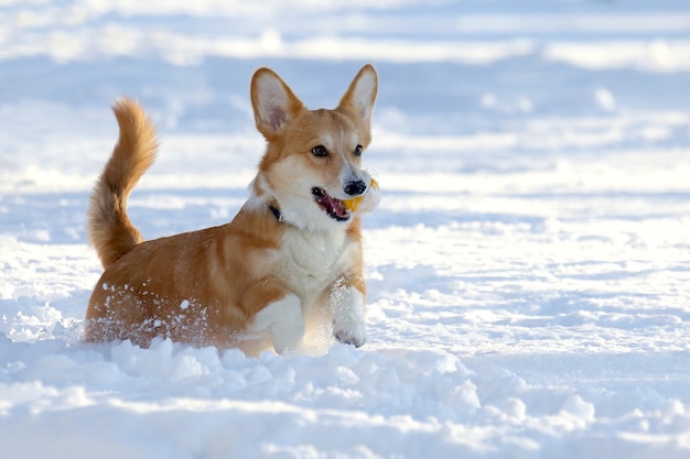 Kleiner hund mit einem gelben ball in den zähnen spielt im schnee