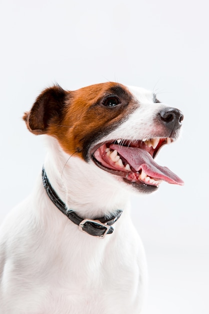 Kleiner jack russell terrier, der auf weiß sitzt ...