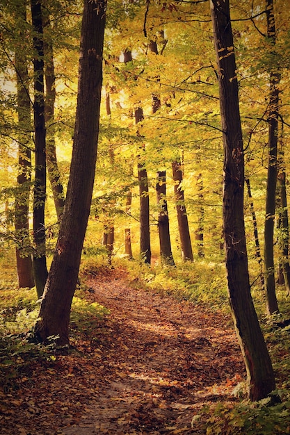 Kleiner Pfad Im Herbst Wald Kostenlose Foto