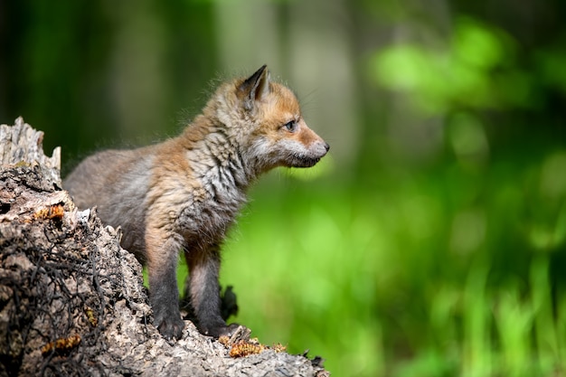 Kleiner Rotfuchs Im Wald Auf Stumpf Kostenlose Foto