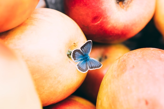 Kleiner schmetterling auf äpfeln | Kostenlose Foto