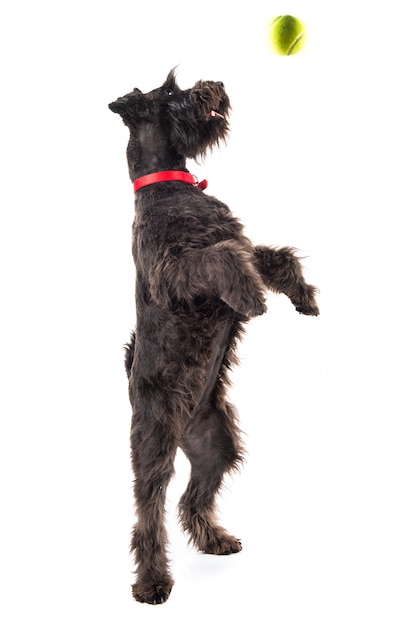 Kleiner schwarzer hund mit tennisball PremiumFoto