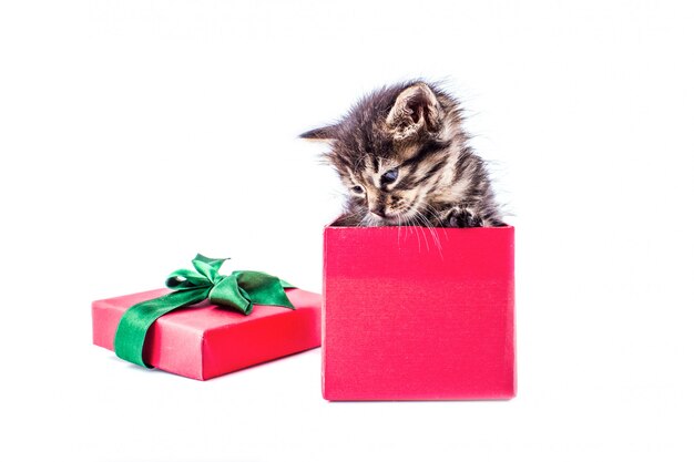 Kleines kätzchen der getigerten katze in einer roten geschenkbox mit einem bogen Premium Fotos