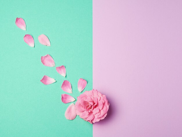 Knospe einer rosa blühenden rose und der zerstreuten blumenblätter auf einem grünen purpurroten hintergrund Premium Fotos