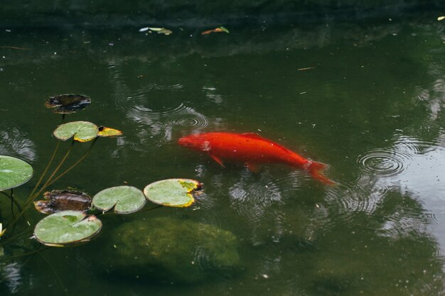 Koifische im teich PremiumFoto