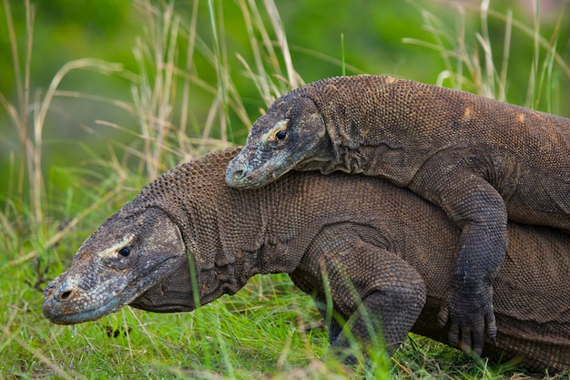 Komodo Drachen Kampfen Gegeneinander Sehr Seltenes Bild Indonesien Komodo Nationalpark Premium Foto