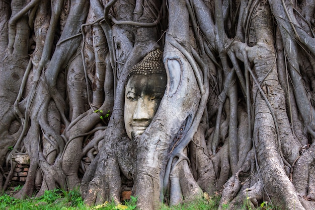 Kopf Der Buddha Statue In Der Wurzel Des Bodhi Baums Bei Wat Mahathat In Ayutthaya Thailand Premium Foto