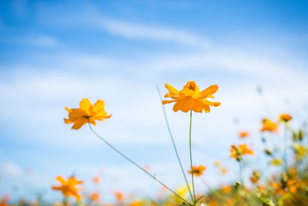 Kosmosblume Und Blauer Himmel Premium Foto