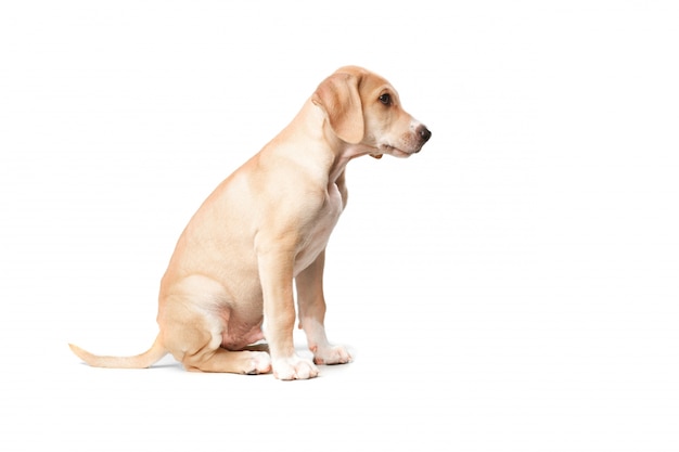 Kurze haare blond hund sitzt seitwärts Kostenlose Foto