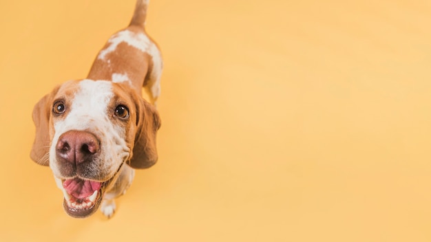 Lächelnder hund der draufsicht mit kopienraum Kostenlose Foto
