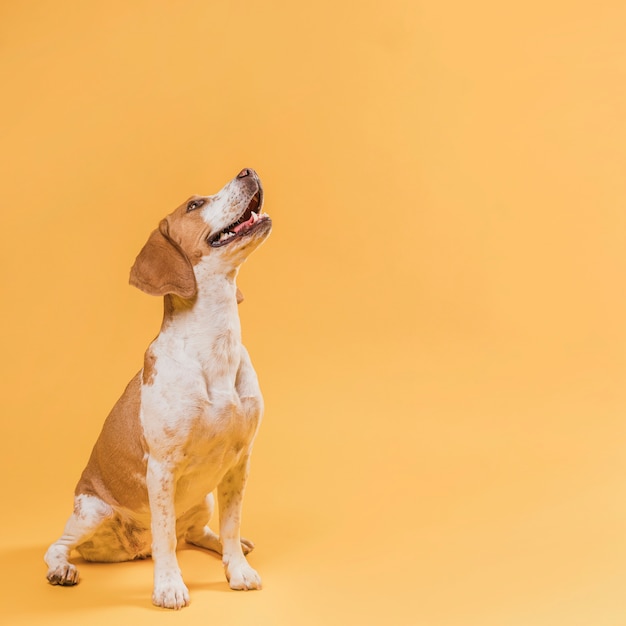 Lächelnder hund, der oben mit kopienraum schaut Kostenlose Foto