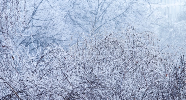 Landschaft Der Im Winter Mit Frost Bedeckten Aste In Zagreb In Kroatien Kostenlose Foto