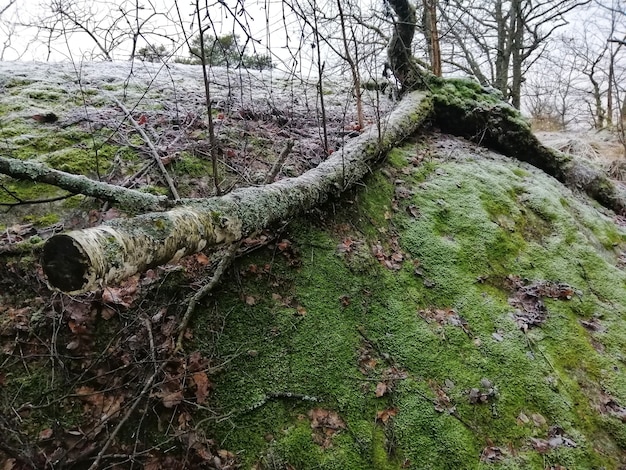 Landschaft Eines Grunen Waldes In Larvik Norwegen Kostenlose Foto