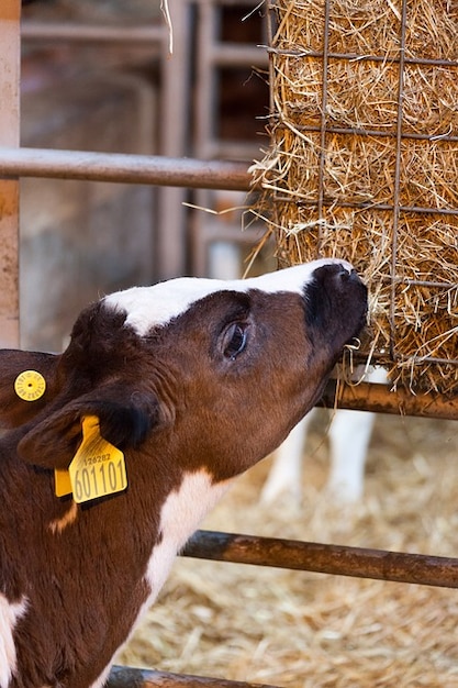 Landwirtschaft milchprodukte tier rind kalb kuh essen | Kostenlose Foto