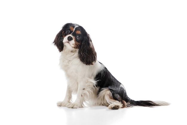 Laufen Netter Susser Welpe Von Konig Charles Spaniel Niedlicher Hund Oder Haustier Das Mit Ball Auf Weiss Aufwirft Kostenlose Foto