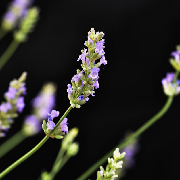 Lavendel. wunderschön blühende violette pflanze - lavandula angustifolia (lavandula angustifolia) Kostenlose Fotos