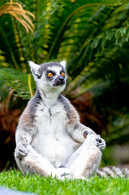 Lemur aus ringförmigem schwanz, lemur catta Premium Fotos
